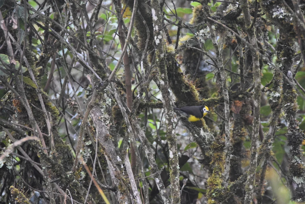 金额鸲莺(Myioborus ornatus)