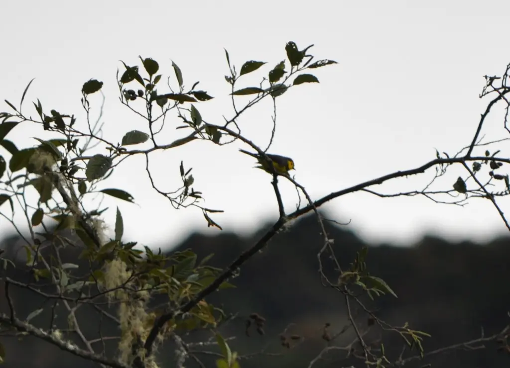 黑领鸲莺(Myioborus torquatus)