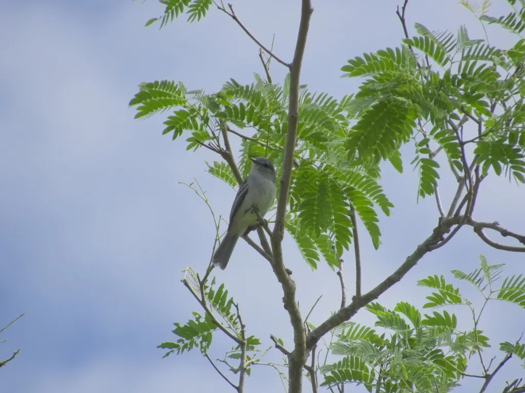 灰色伊拉鹟(Myiopagis caniceps)