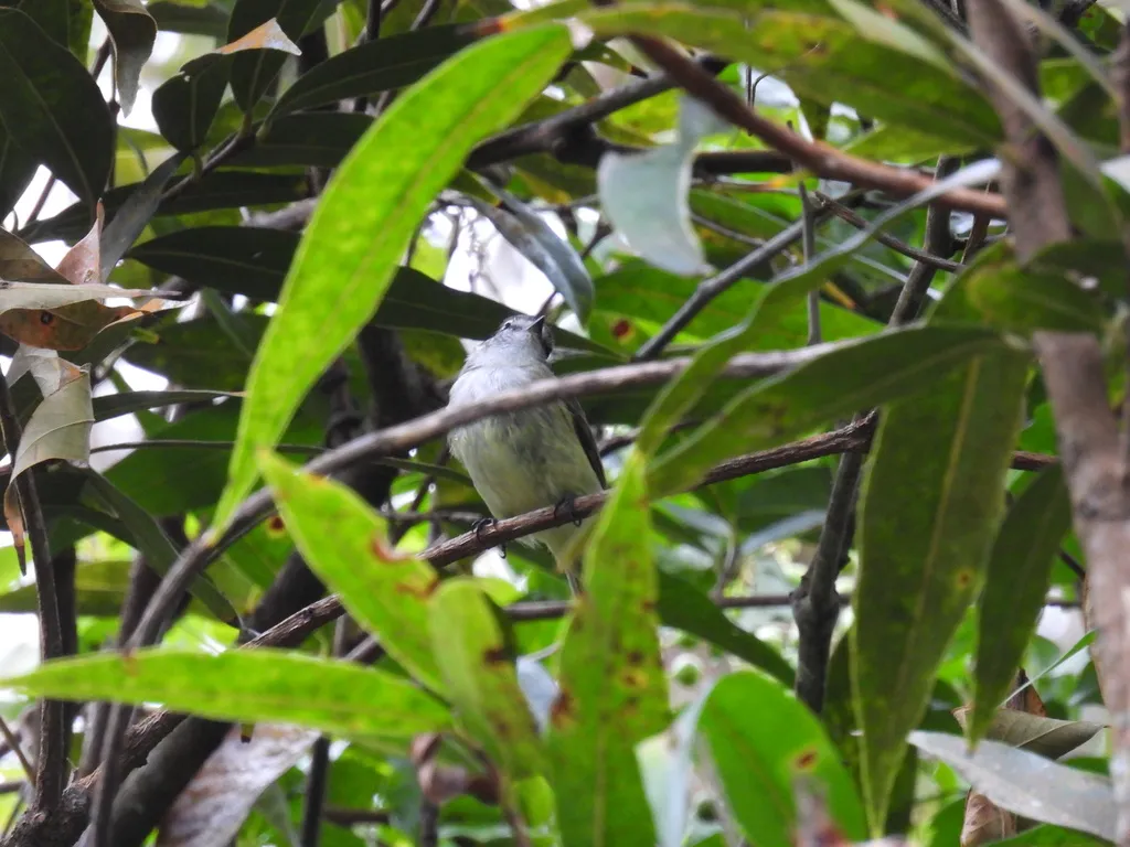 牙买加伊拉鹟(Myiopagis cotta)