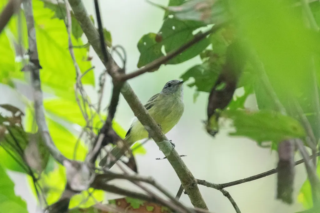 林伊拉鹟(Myiopagis gaimardii)