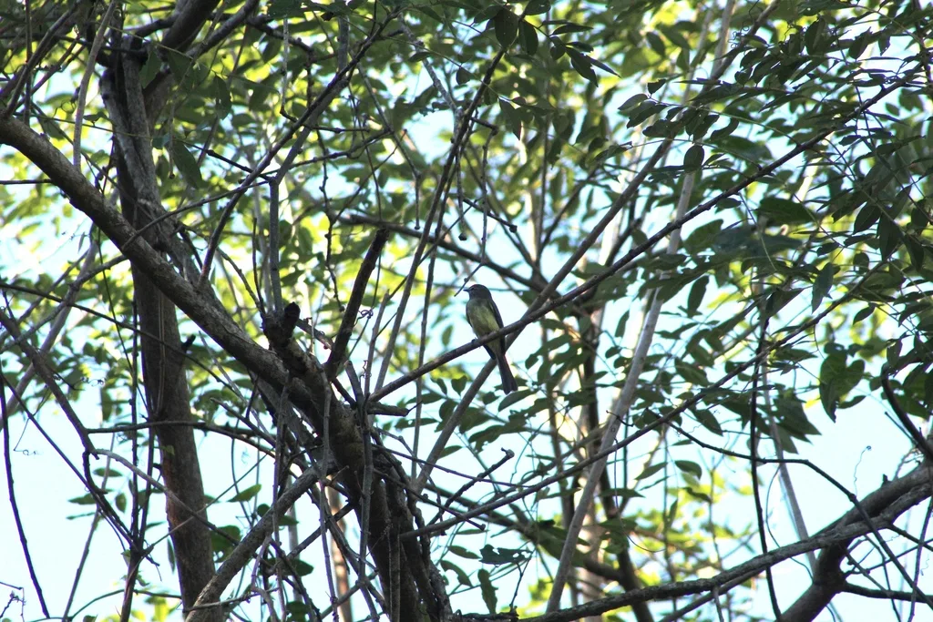 绿伊拉鹟(Myiopagis viridicata)