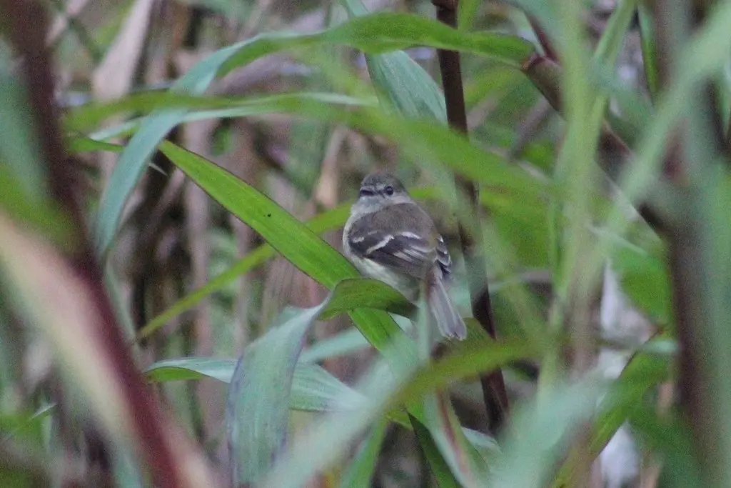 绿胸斑翅霸鹟(Myiophobus cryptoxanthus)