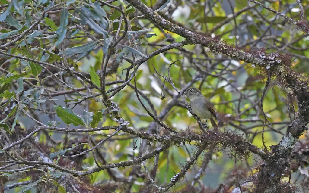 纯色斑翅霸鹟（Myiophobus inornatus）