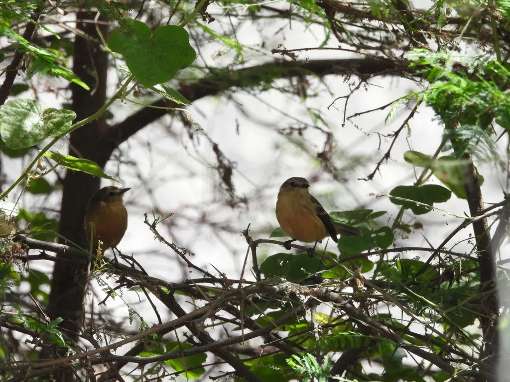 红褐斑翅霸鹟（Myiophobus rufescens）
