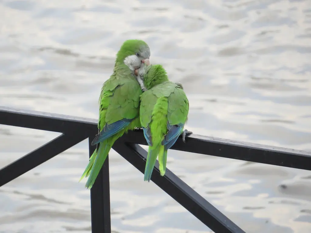 灰胸鹦哥(Myiopsitta monachus)