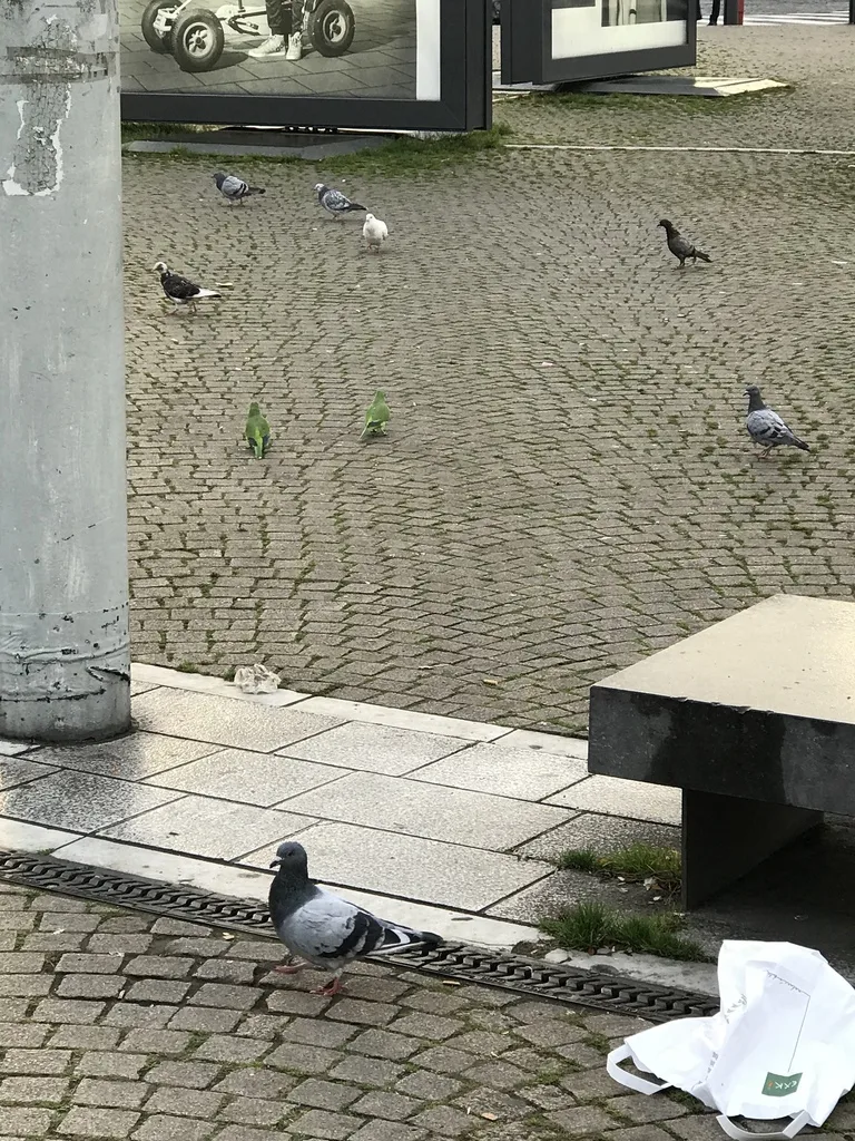 灰胸鹦哥(Myiopsitta monachus)
