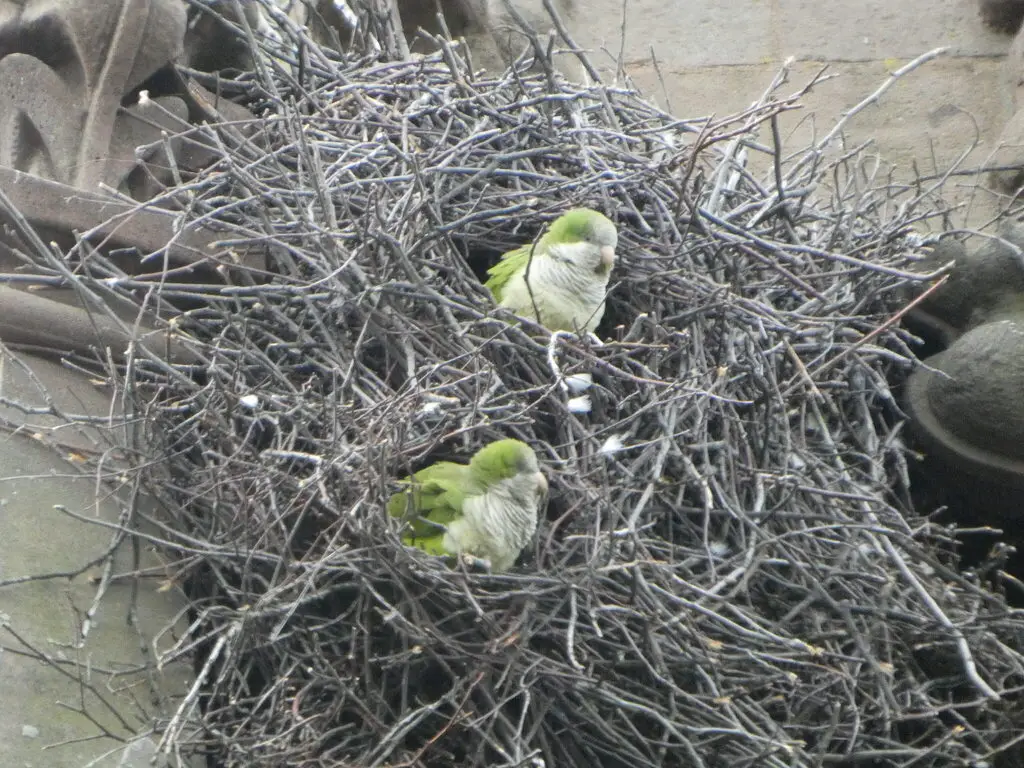 灰胸鹦哥(Myiopsitta monachus)