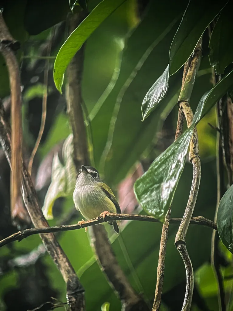 黑顶侏霸鹟(Myiornis atricapillus)