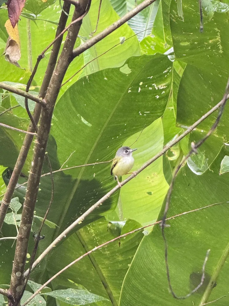 黑顶侏霸鹟(Myiornis atricapillus)