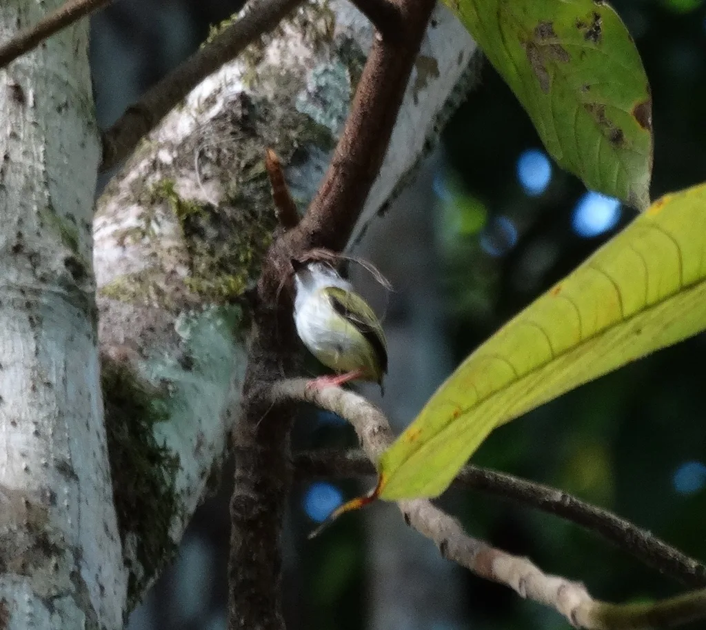 黑顶侏霸鹟(Myiornis atricapillus)