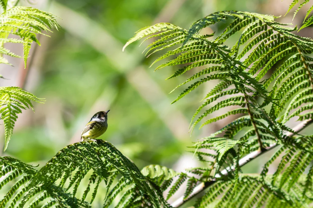 角侏霸鹟(Myiornis auricularis)