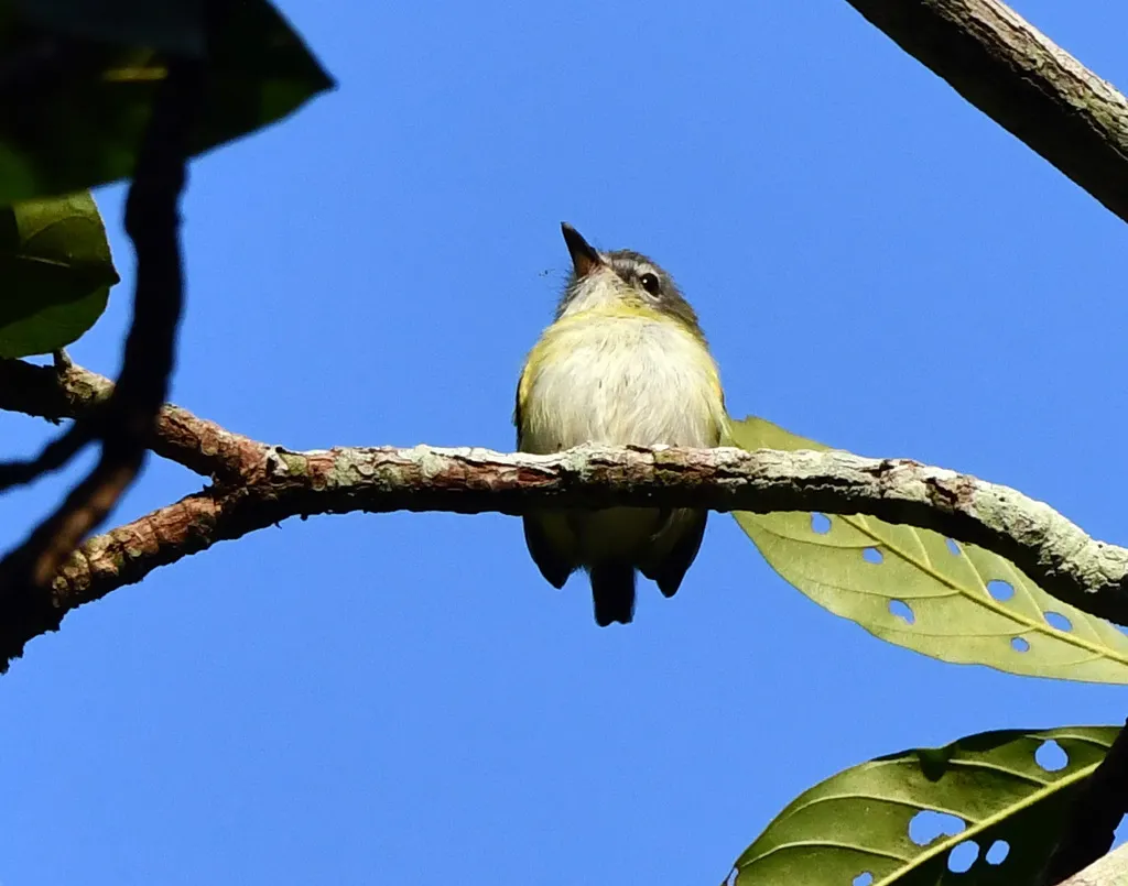 短尾侏霸鹟(Myiornis ecaudatus)
