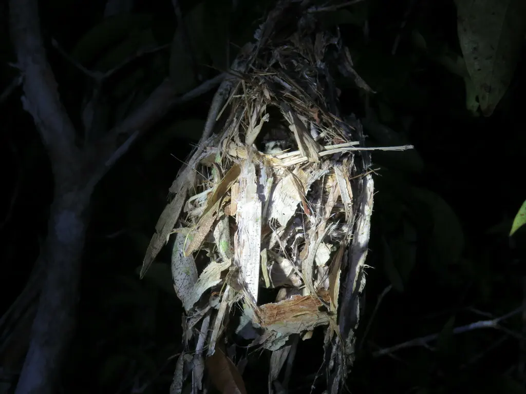 短尾侏霸鹟(Myiornis ecaudatus)