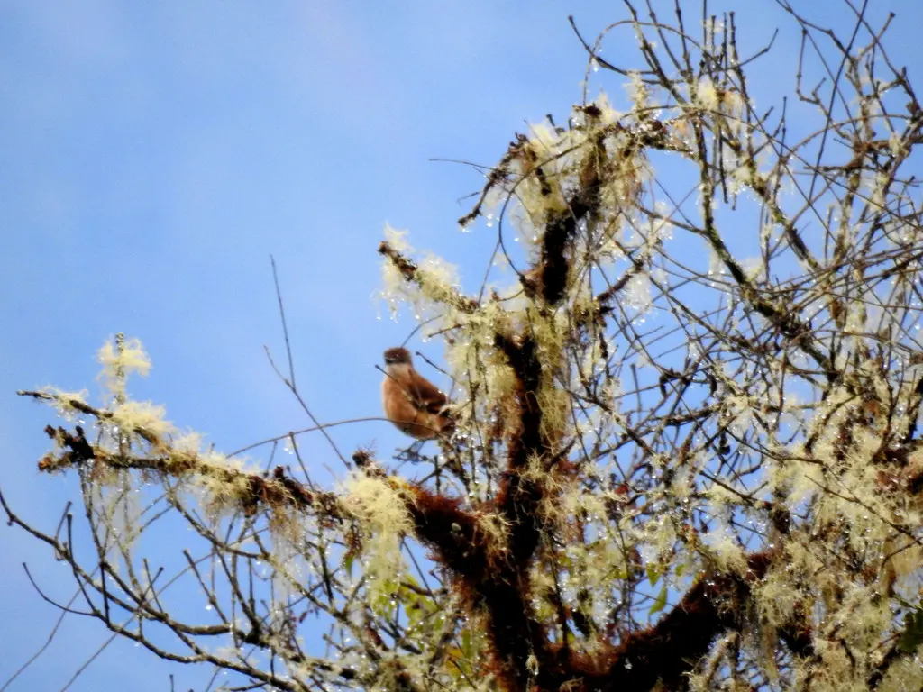 棕腹丛霸鹟（Myiotheretes fuscorufus）