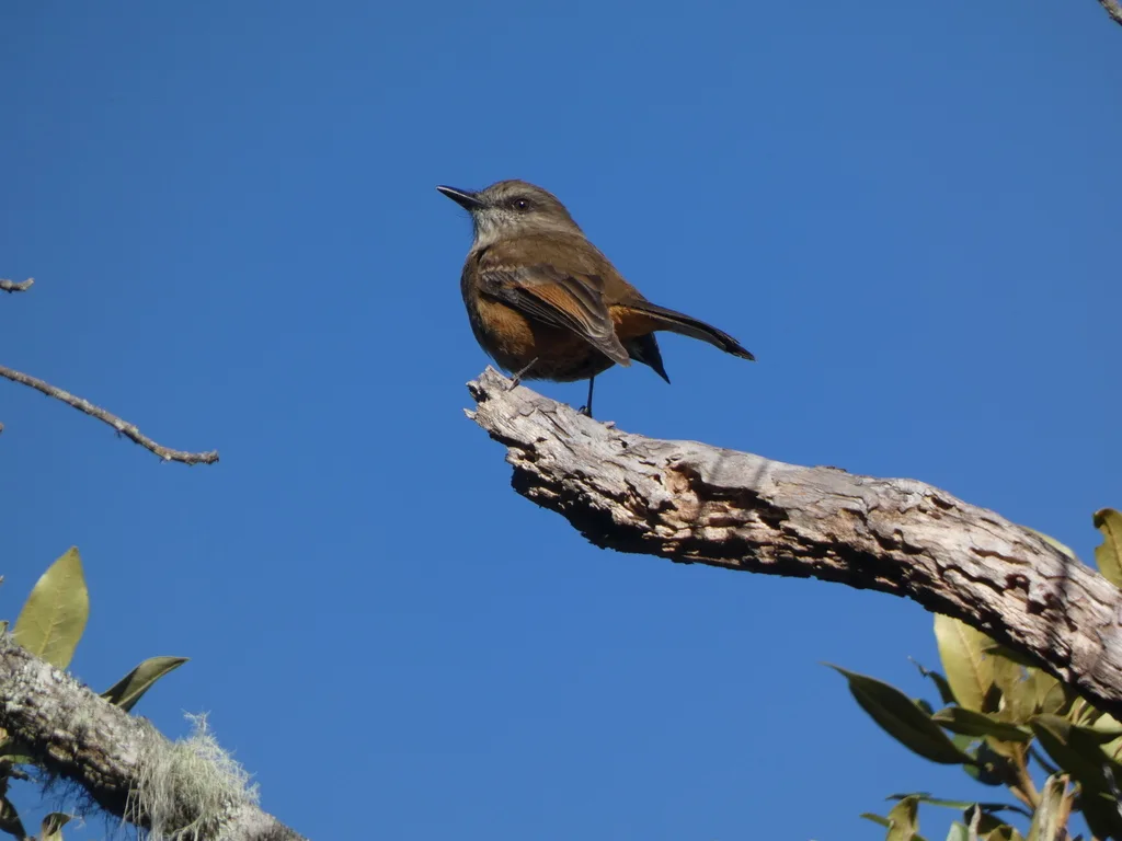 哥伦比亚丛霸鹟(Myiotheretes pernix)