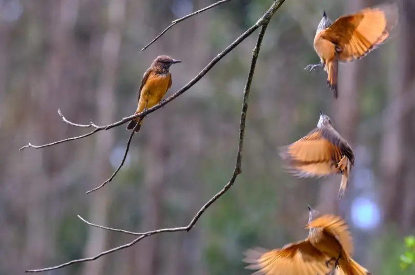 纹喉丛霸鹟(Myiotheretes striaticollis)