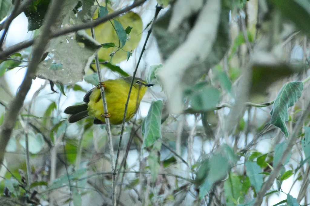 双斑王森莺(Myiothlypis bivittata)