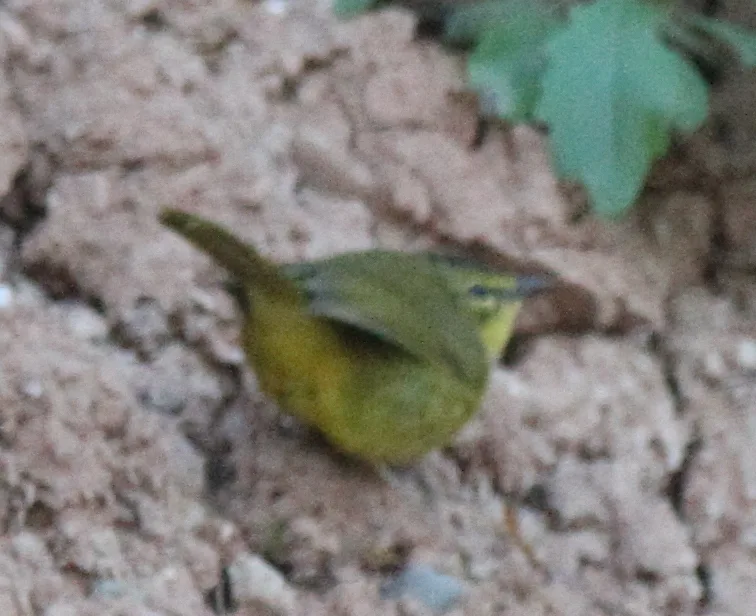 双斑王森莺(Myiothlypis bivittata)