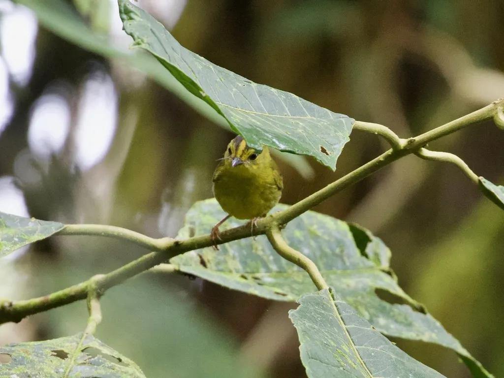 乔科王森莺(Myiothlypis chlorophrys)