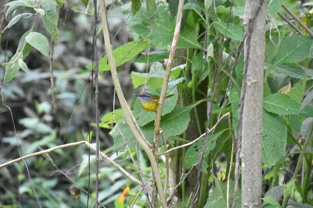 褐冠王森莺(Myiothlypis coronata)