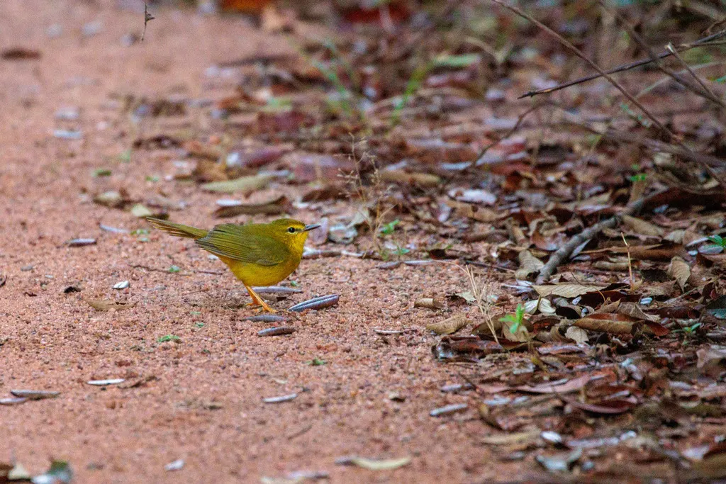 黄王森莺(Myiothlypis flaveola)