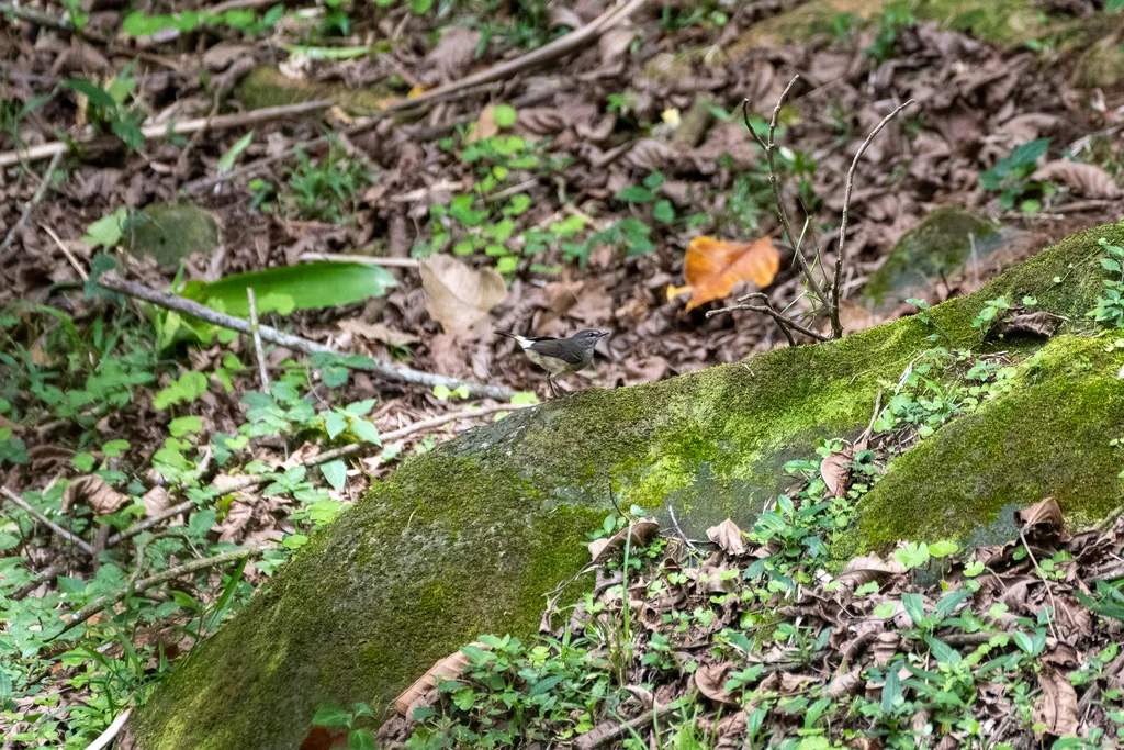 黄腰王森莺(Myiothlypis fulvicauda)