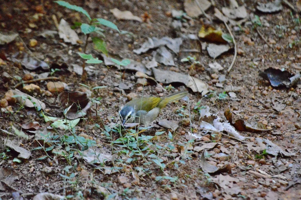 白纹王森莺(Myiothlypis leucophrys)