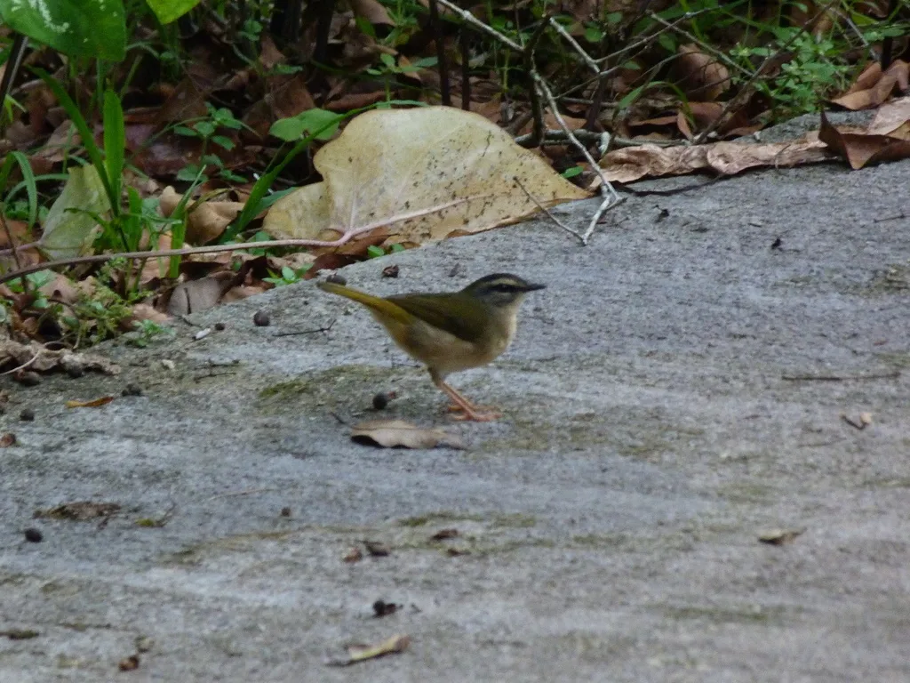 河岸王森莺（Myiothlypis rivularis）