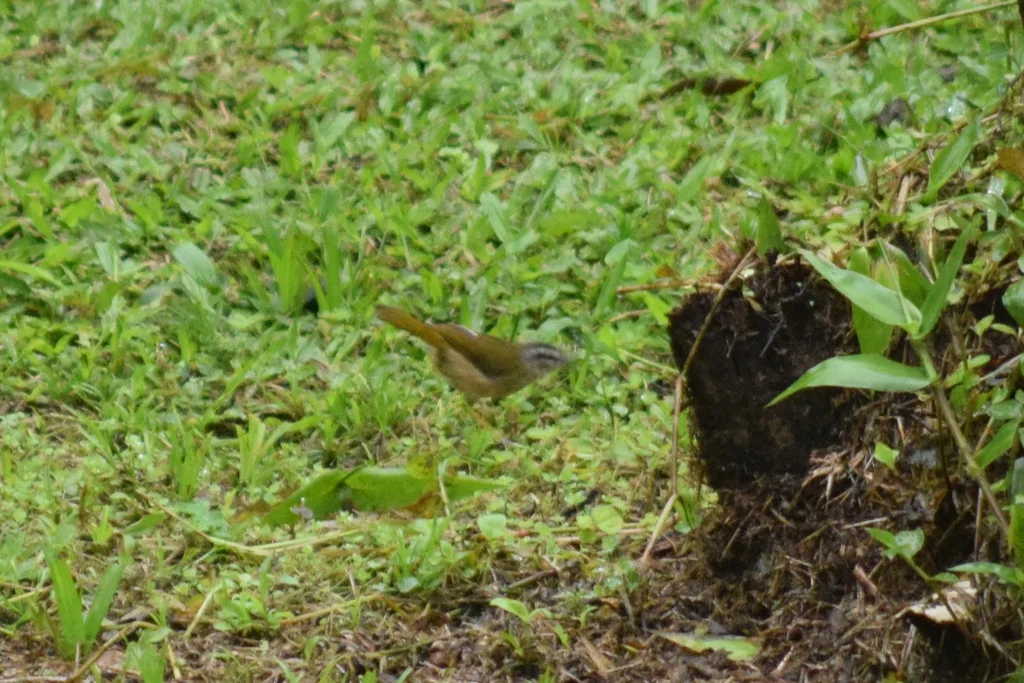 河岸王森莺（Myiothlypis rivularis）