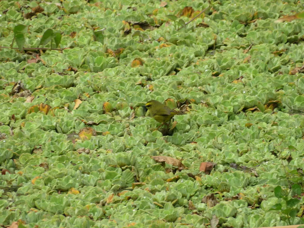 淡脚王森莺(Myiothlypis signata)