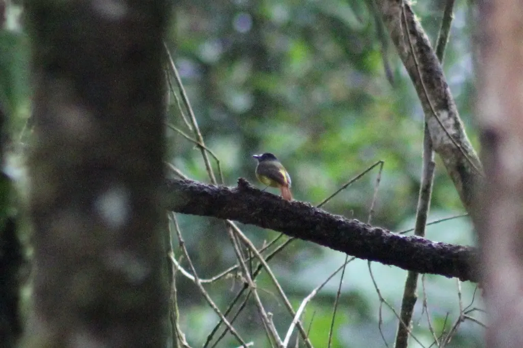 华丽霸鹟(Myiotriccus ornatus)