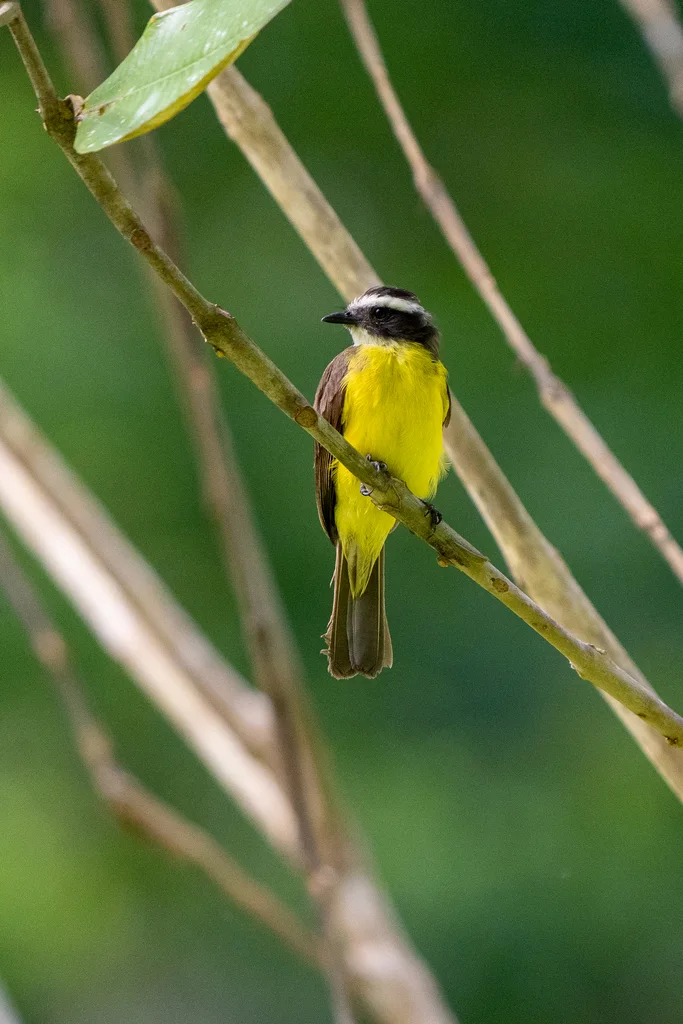 锈边短嘴霸鹟(Myiozetetes cayanensis)