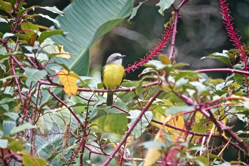 灰顶短嘴霸鹟（Myiozetetes granadensis）