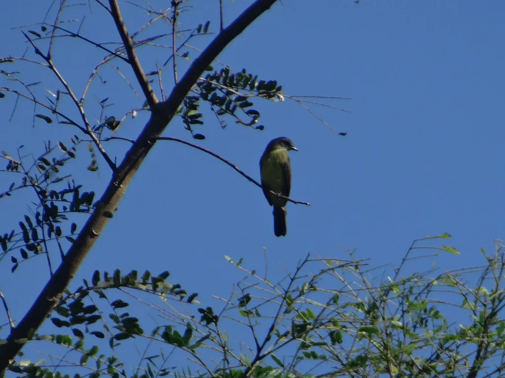 暗胸短嘴霸鹟(Myiozetetes luteiventris)