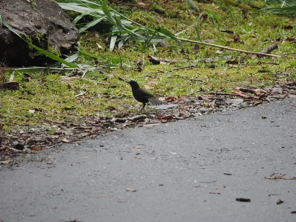 婆罗洲啸鸫(Myophonus borneensis)