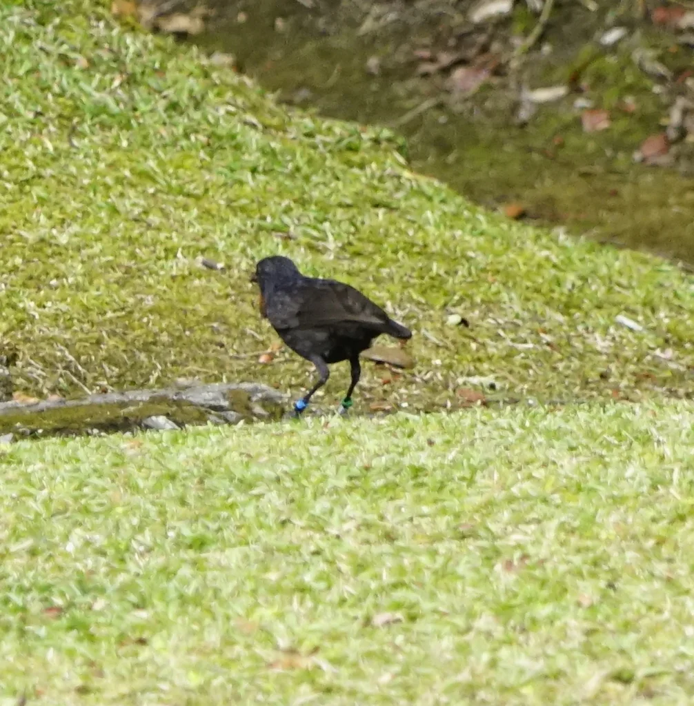 婆罗洲啸鸫(Myophonus borneensis)