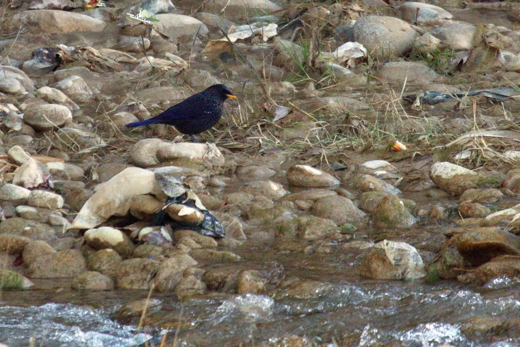紫啸鸫(Myophonus caeruleus)