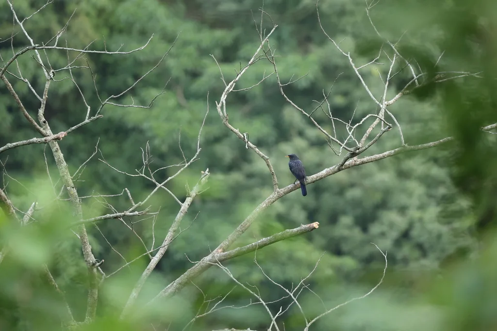 紫啸鸫(Myophonus caeruleus)