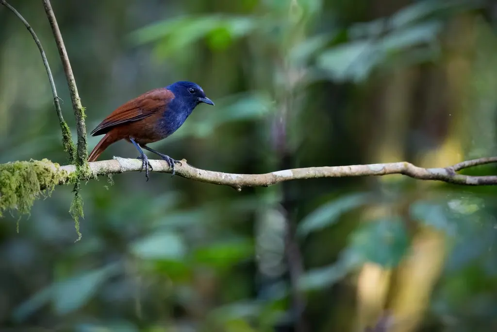 褐翅啸鸫(Myophonus castaneus)
