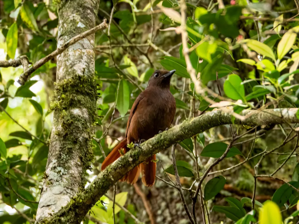 褐翅啸鸫(Myophonus castaneus)