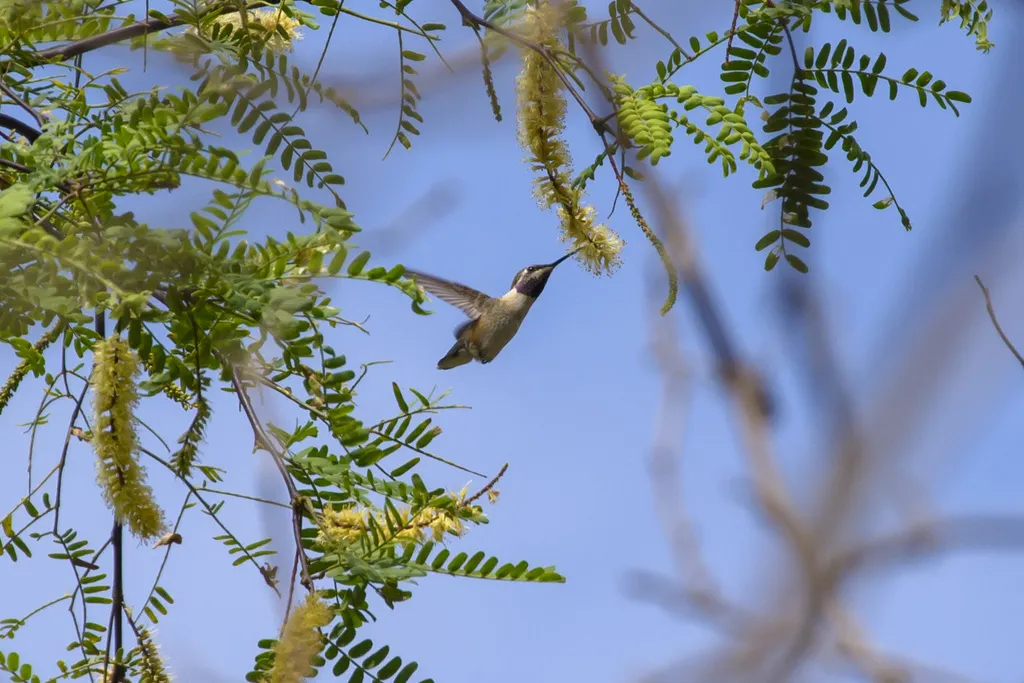 短尾蜂鸟（Myrmia micrura）