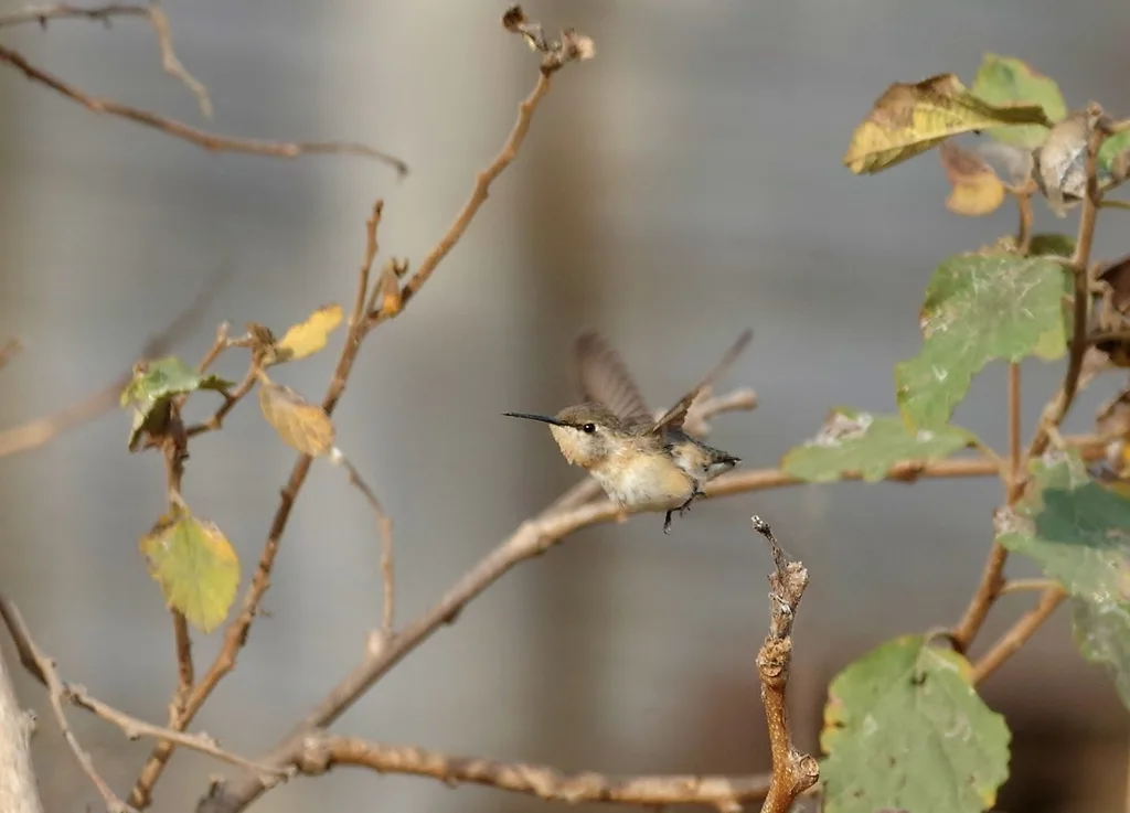 短尾蜂鸟（Myrmia micrura）