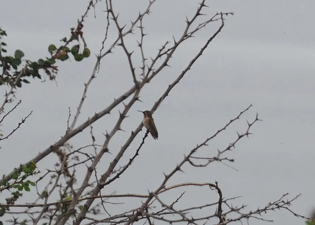 短尾蜂鸟（Myrmia micrura）