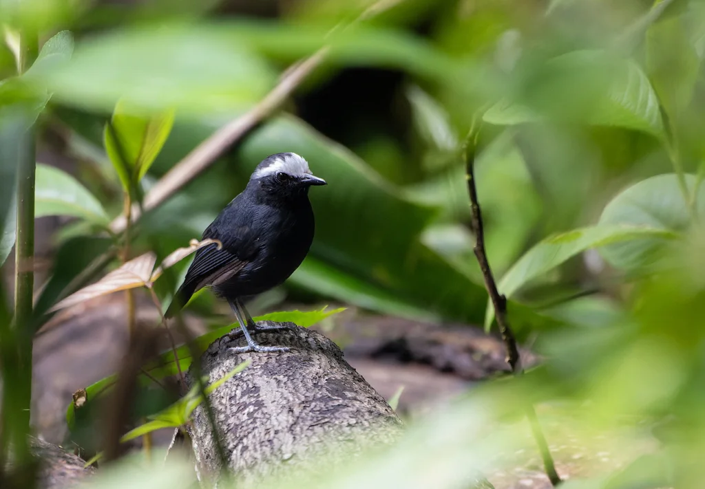 白眉蚁鸟(Myrmoborus leucophrys)