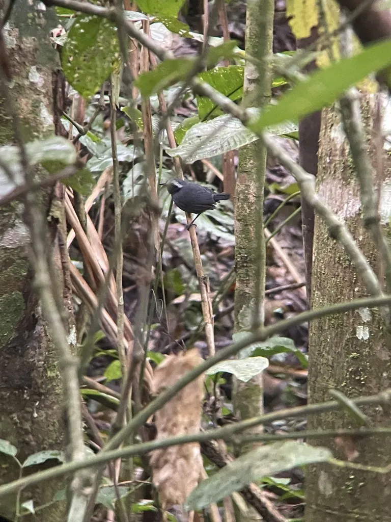白眉蚁鸟(Myrmoborus leucophrys)