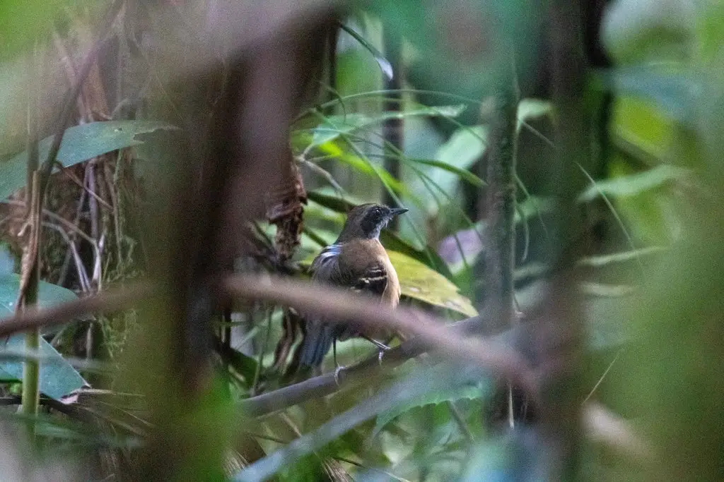 黑脸蚁鸟(Myrmoborus myotherinus)