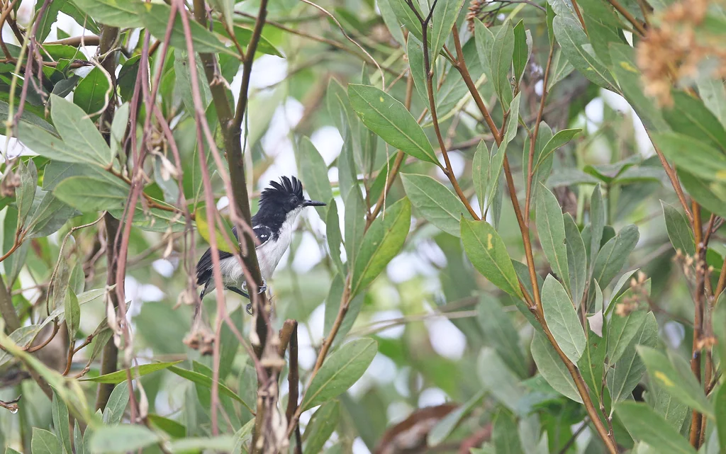 黑白蚁鸟(Myrmochanes hemileucus)