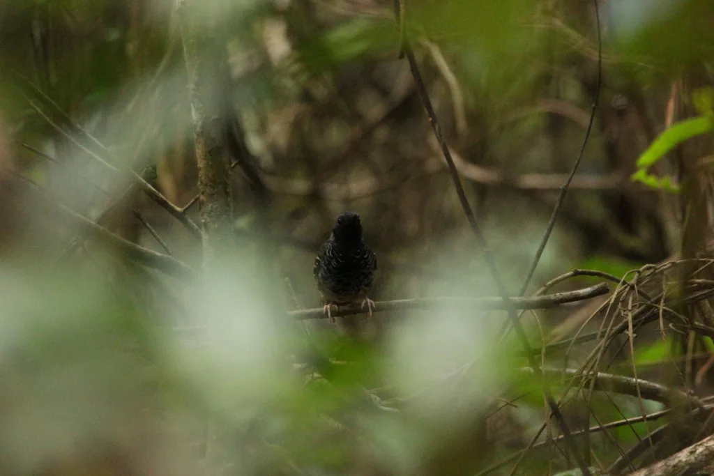 扇尾蚁鸟(Myrmoderus ruficauda)