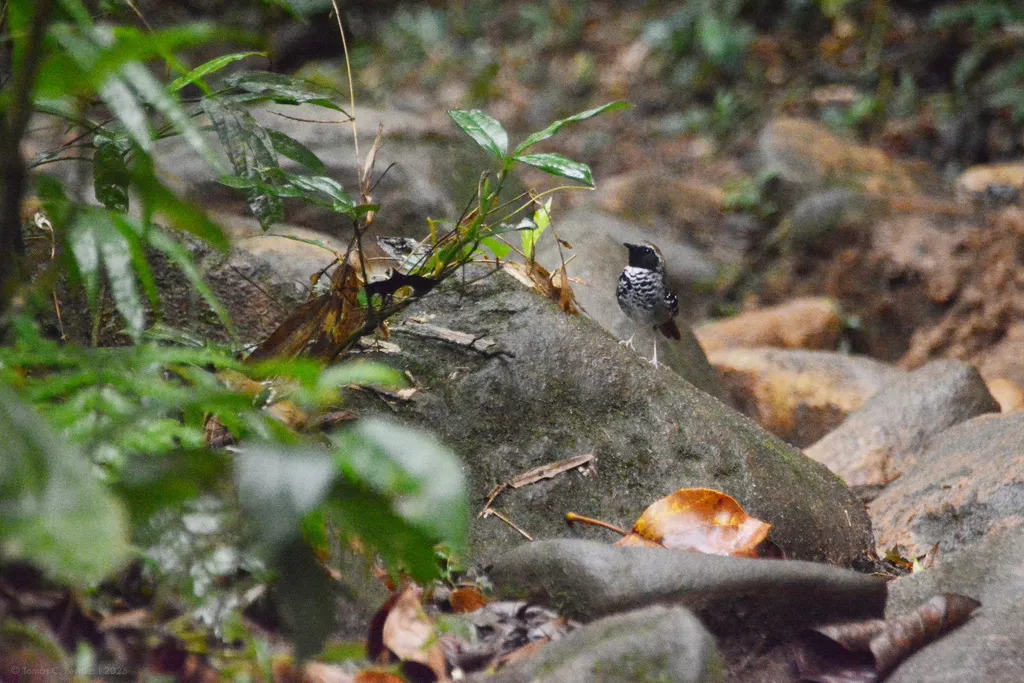 鳞纹蚁鸟(Myrmoderus squamosus)